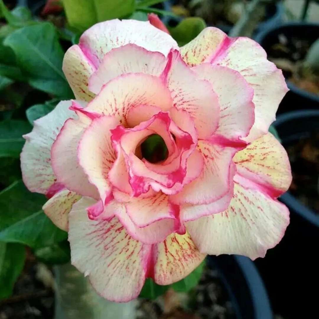 Adenium Desert Rose Plant