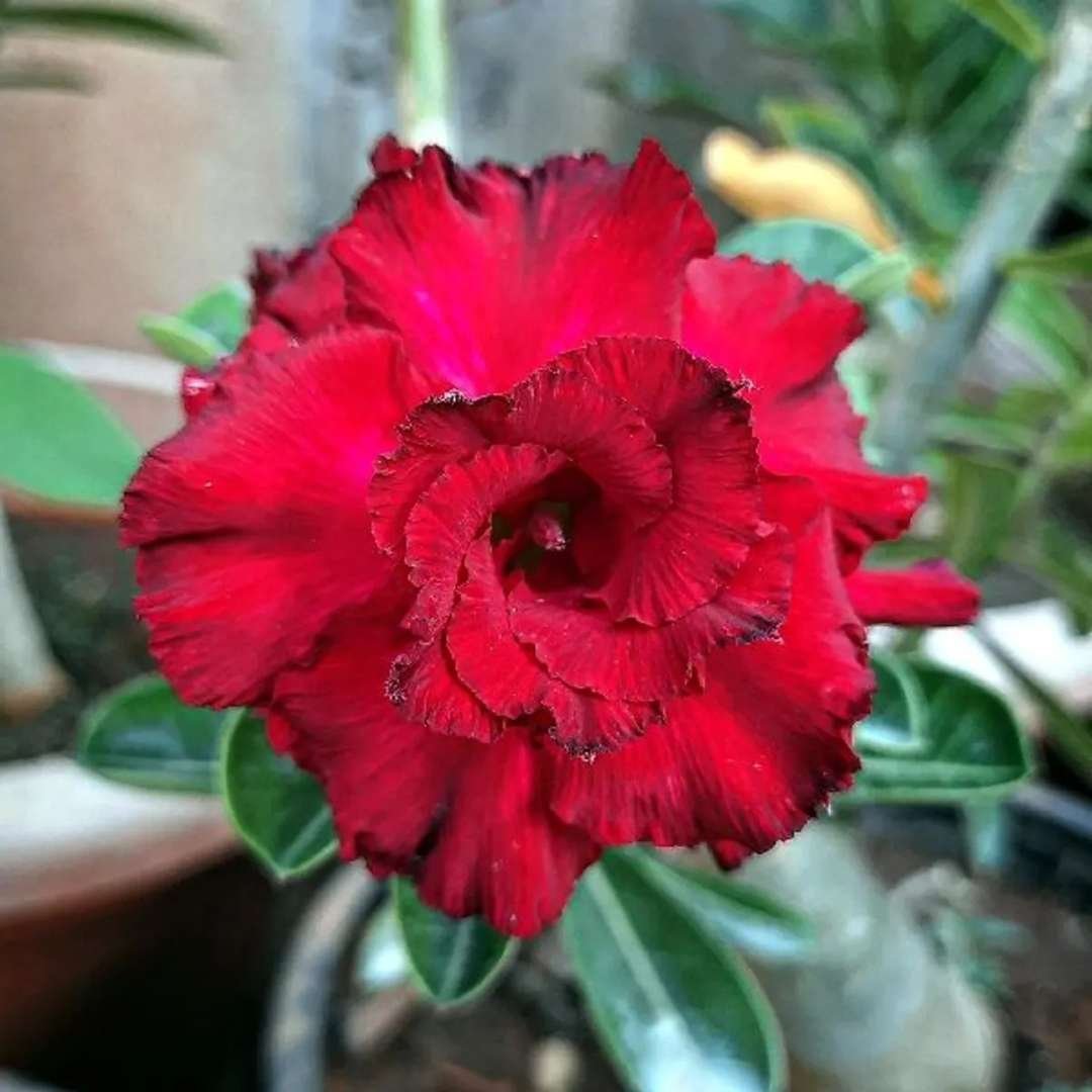 Adenium Desert Rose Plant