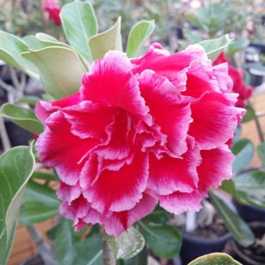 Adenium Desert Rose Plant