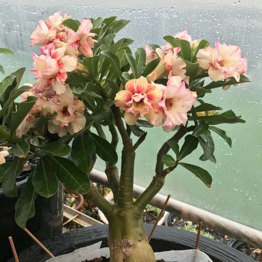 Adenium Desert Rose Plant