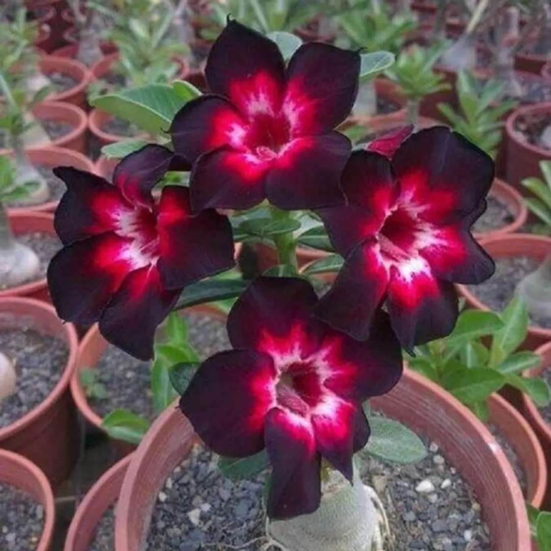 Adenium Desert Rose Plant