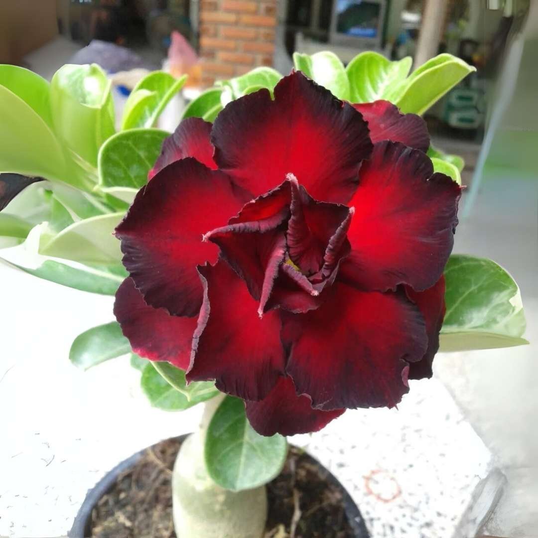 Adenium Desert Rose Plant
