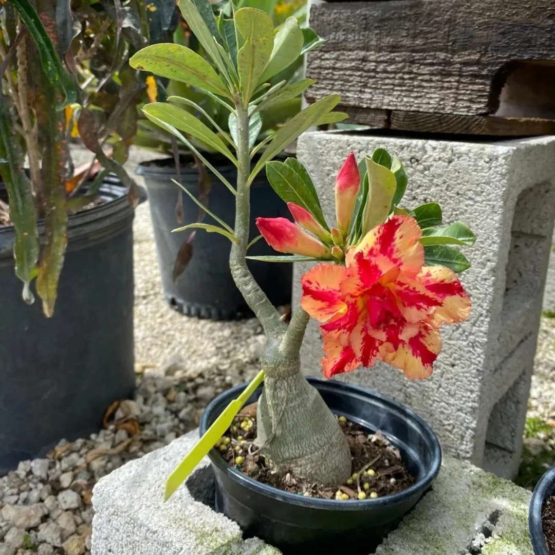 Adenium Desert Rose Plant
