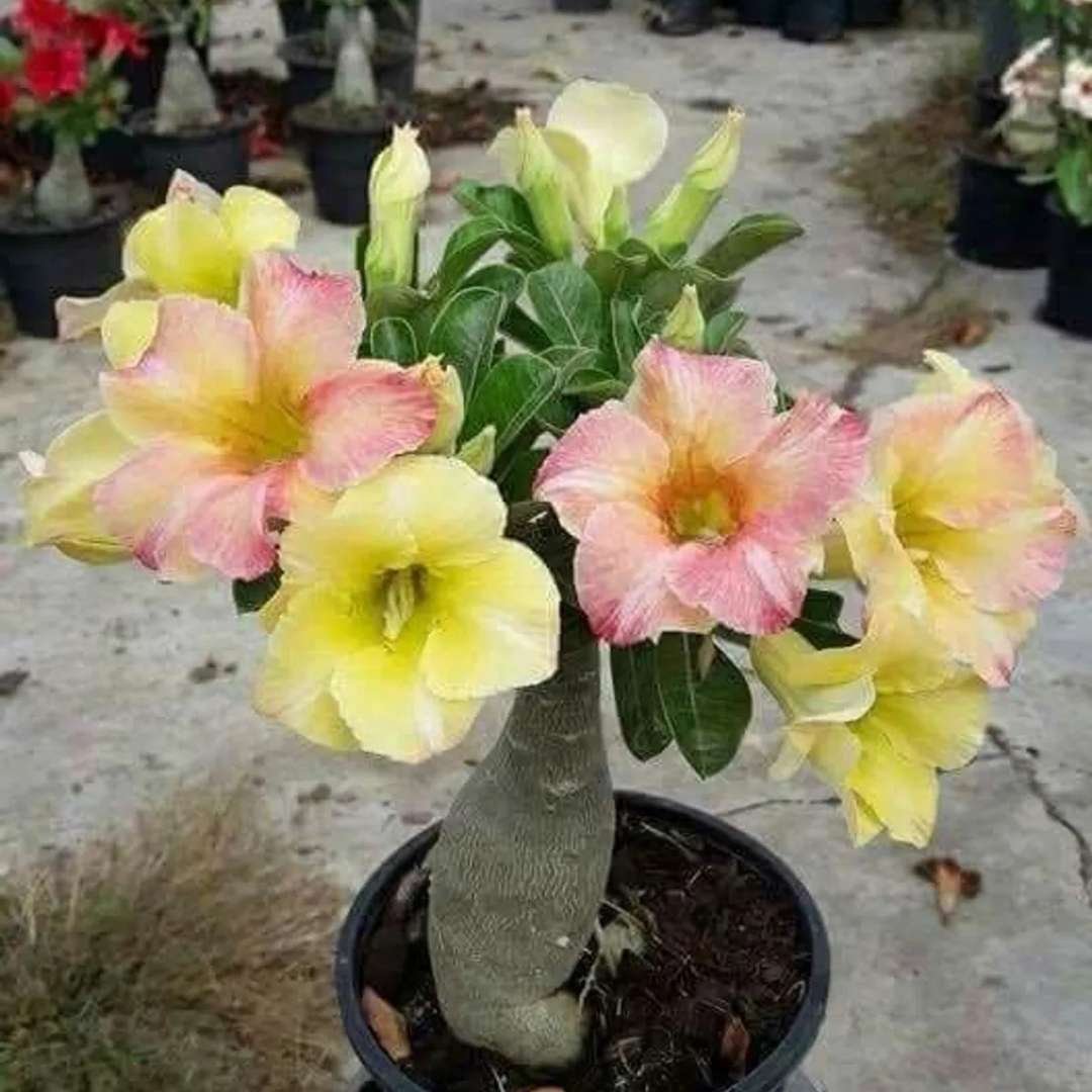 Adenium Desert Rose Plant
