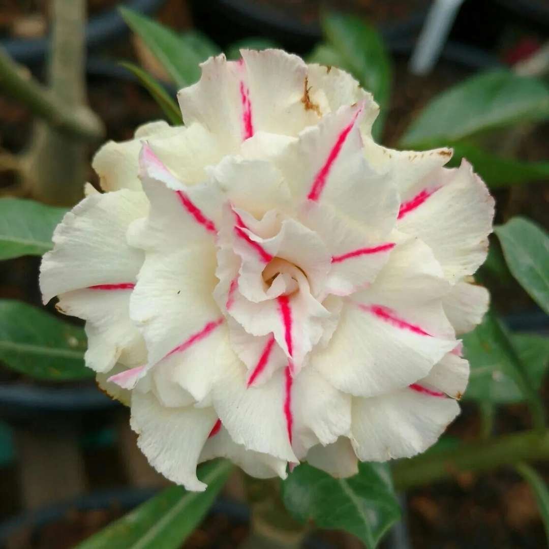 Adenium Desert Rose Plant
