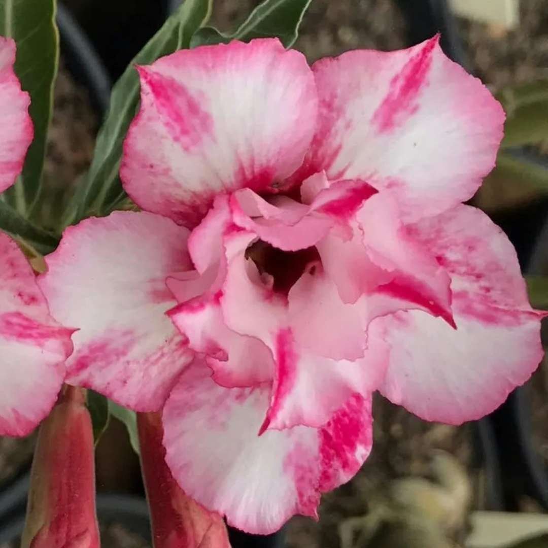 Adenium Desert Rose Plant
