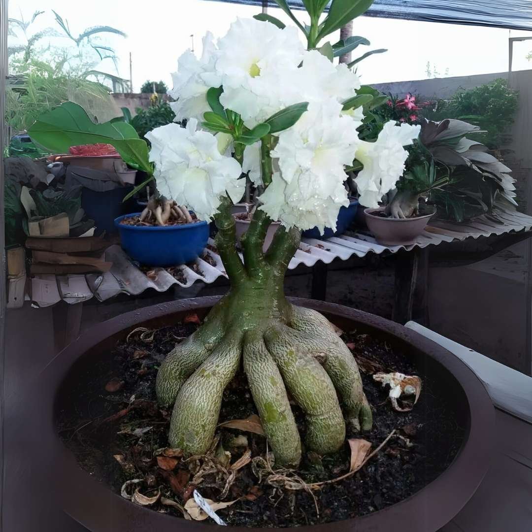 Adenium Desert Rose Plant