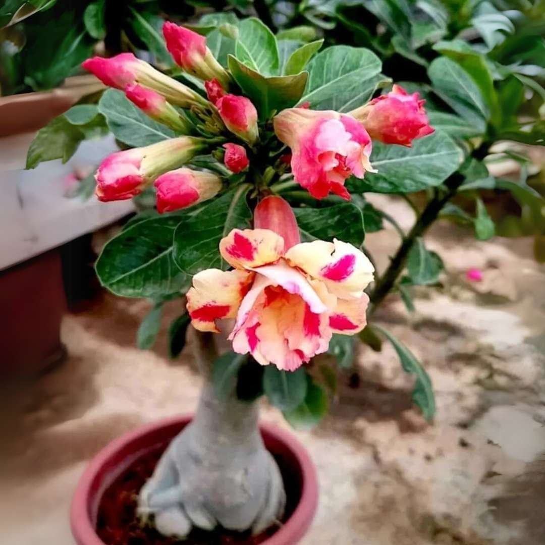 Adenium Desert Rose Plant