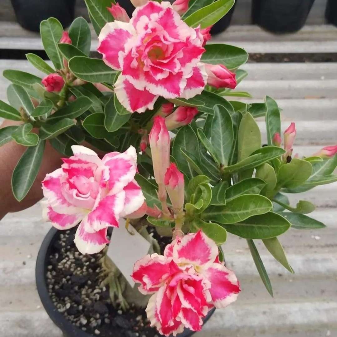 Adenium Desert Rose Plant