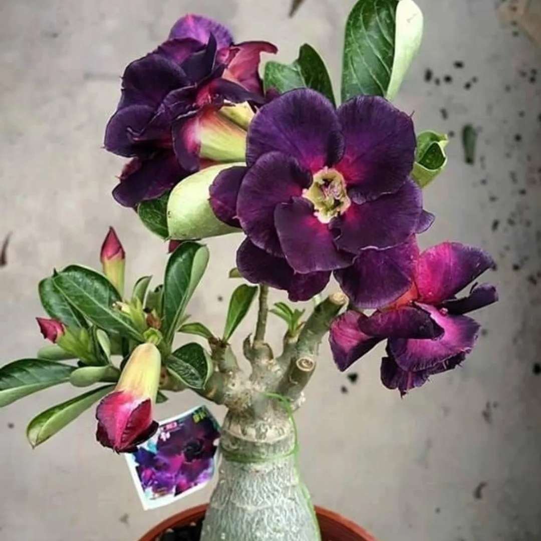 Adenium Desert Rose Plant