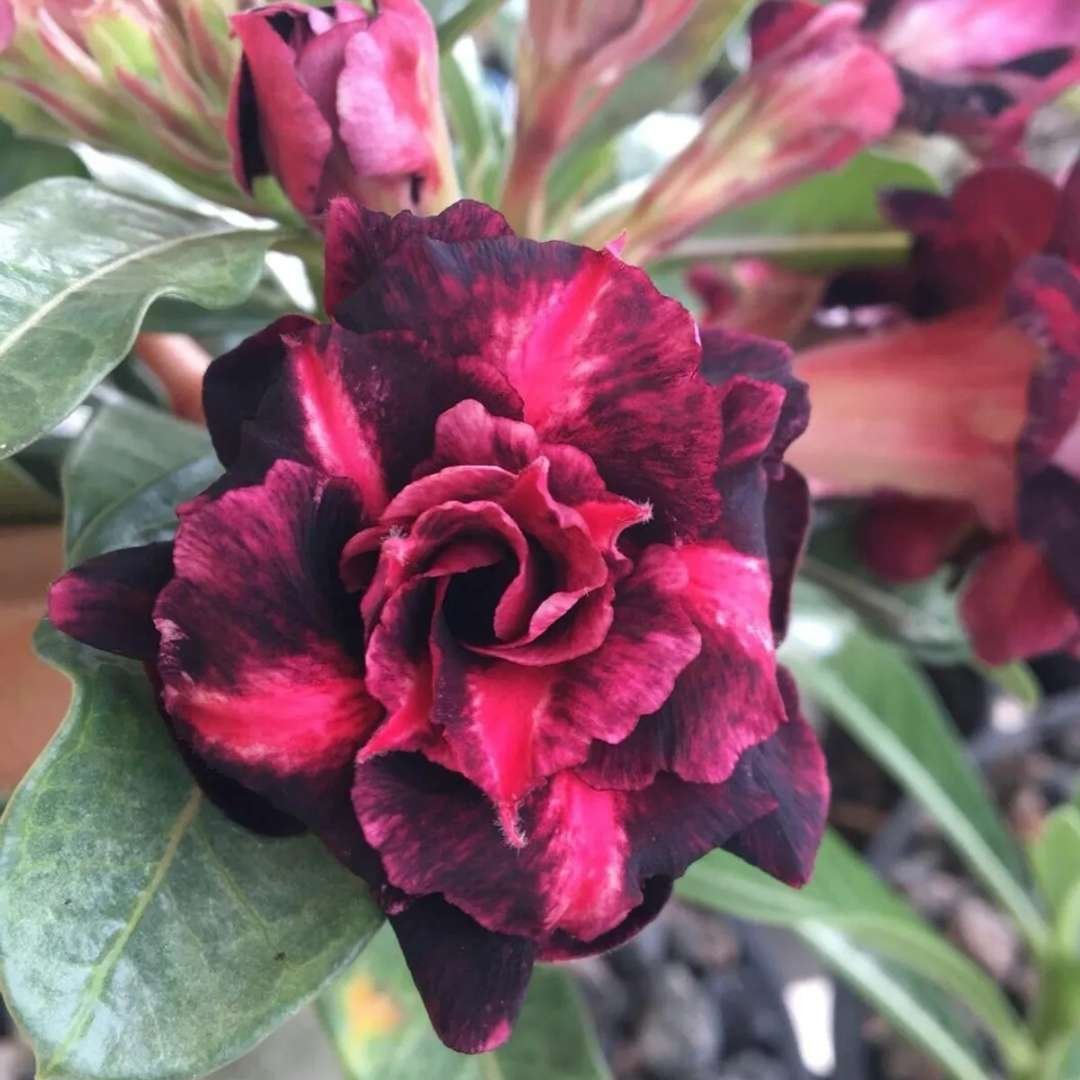 Adenium Desert Rose Plant