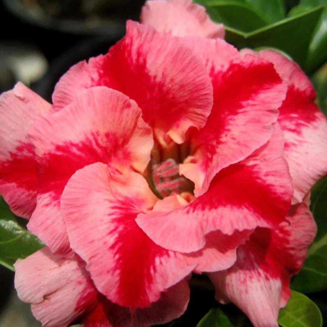 Adenium Desert Rose Plant