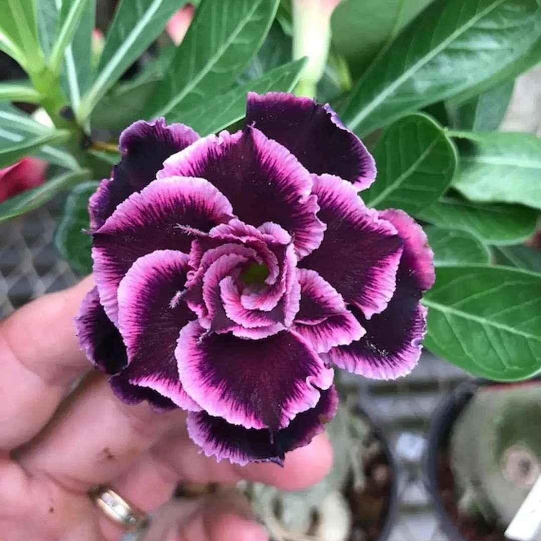 Desert Rose Adenium Flower Plant