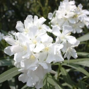 Kaner, Nerium Oleander (White Color) Fresh Organic Flower Plant