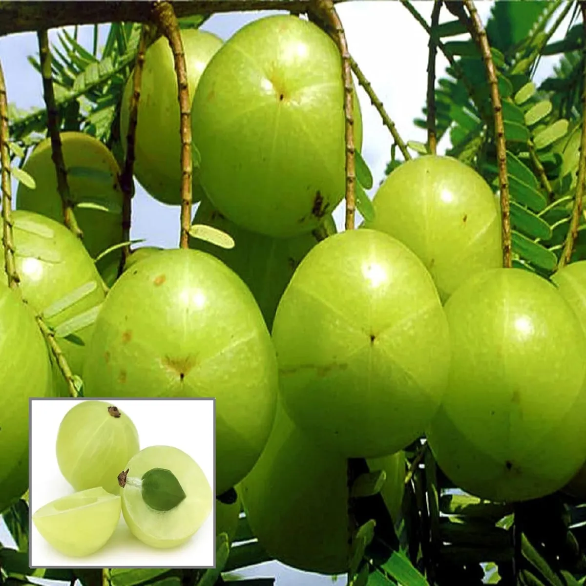 Sweet Banaras Amla Gooseberries Amloki Grafted Fruit Live Plant