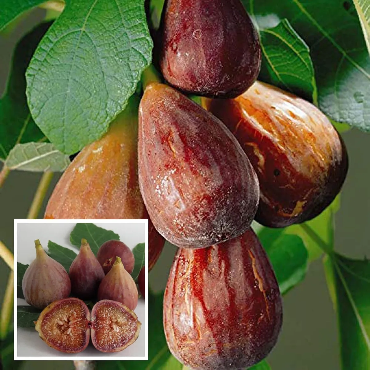 Brown Turkey Fig Anjeer Layering/Grafted Fruit Live Plant