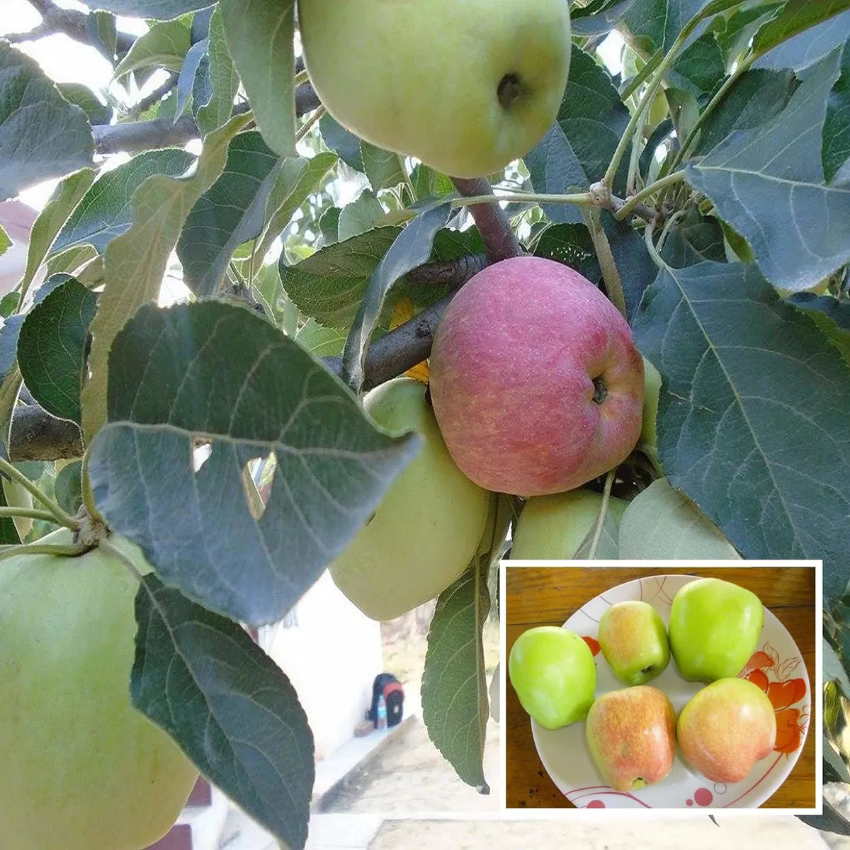 Hariman 99 Low Chill Tropical Apple Seb rafted Fruit Live Plant (1.5-3 Feet Height)