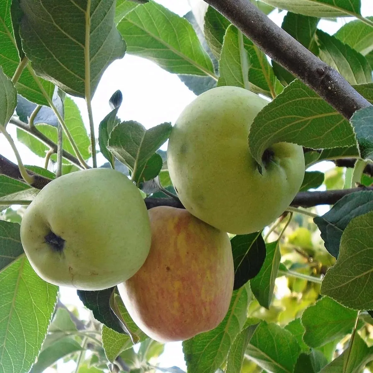 Hariman 99 Low Chill Tropical Apple Seb rafted Fruit Live Plant (1.5-3 Feet Height) - Image 3