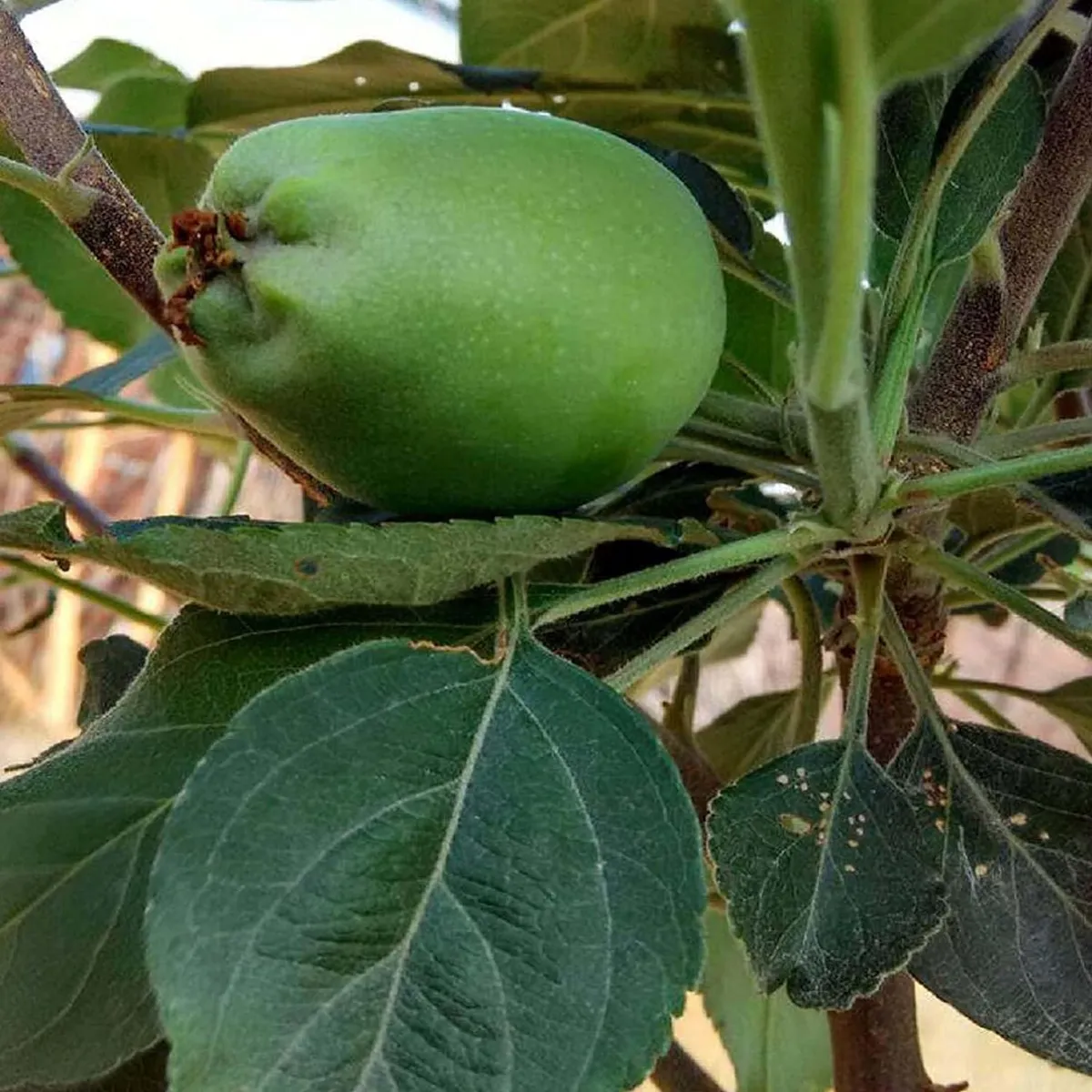 Hariman 99 Low Chill Tropical Apple Seb rafted Fruit Live Plant (1.5-3 Feet Height) - Image 4