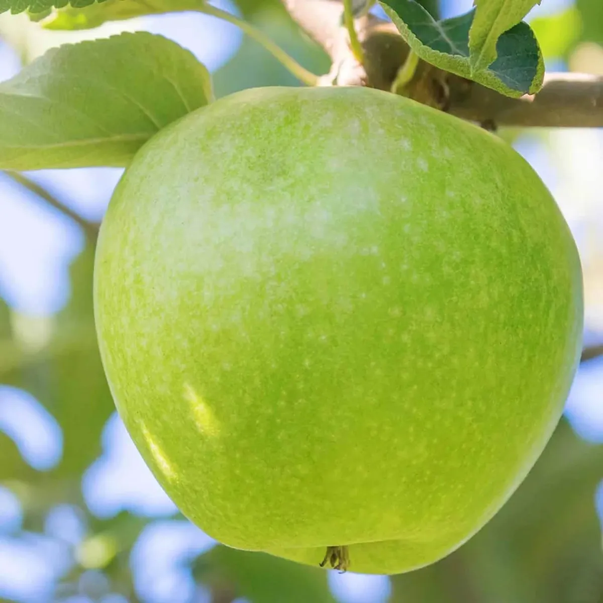 Granny Smith Apple Seb Grafted Fruit Live Plant (1.5Z Feet Height) - Image 4