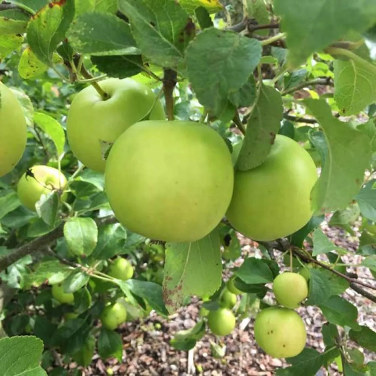 Granny Smith Apple Seb Grafted Fruit Live Plant (1.5Z Feet Height) - Image 2