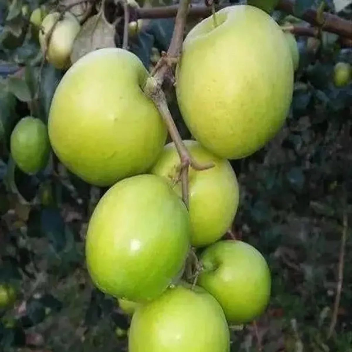 Green Apple Ber Organic Fruit Plant Grafted - Image 2