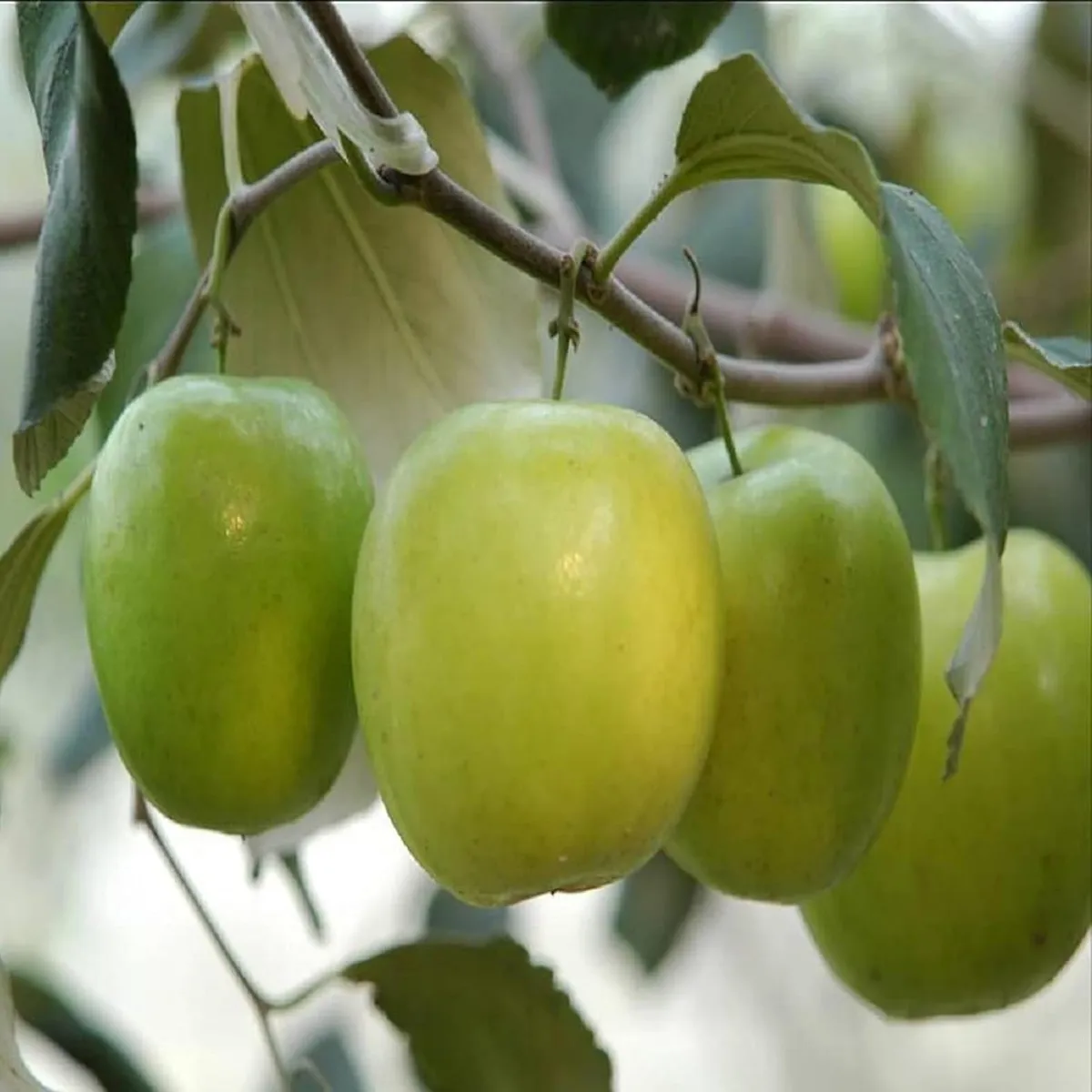 Green Apple Ber Organic Fruit Plant Grafted - Image 3