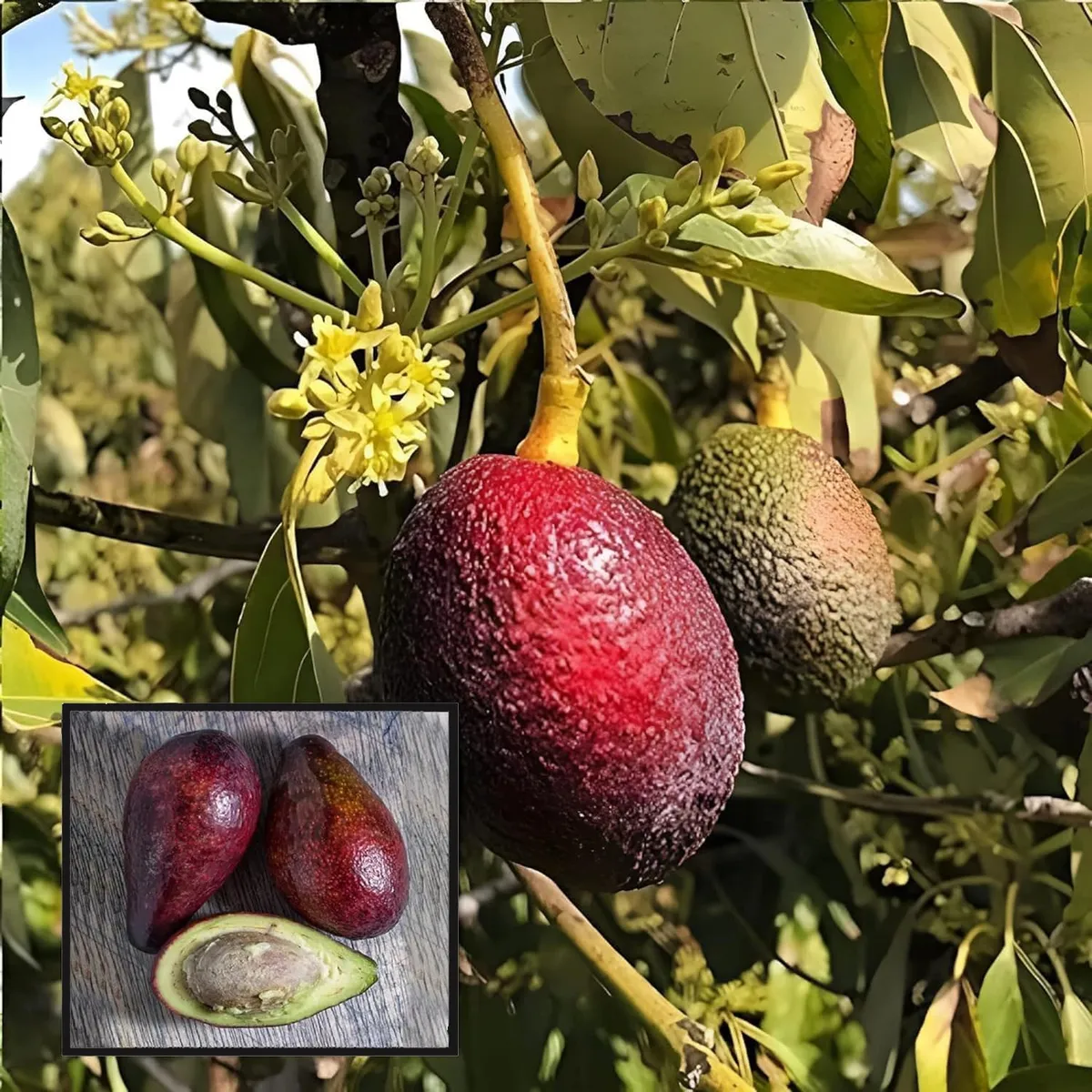 Miami Red Avocado Butter Fruit Grafted Live Plant