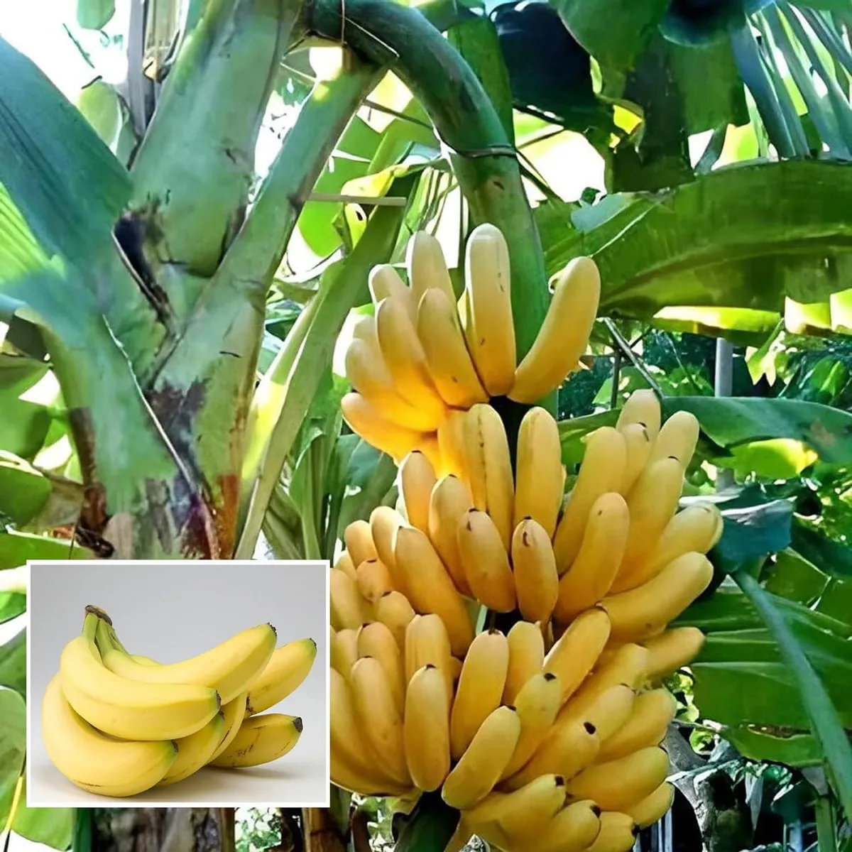 Singapuri Banana Tissue Caltured Fruit Live Plant