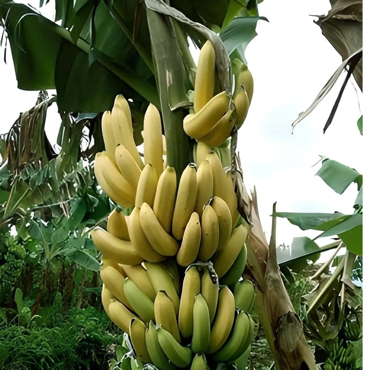 Singapuri Banana Tissue Caltured Fruit Live Plant - Image 2