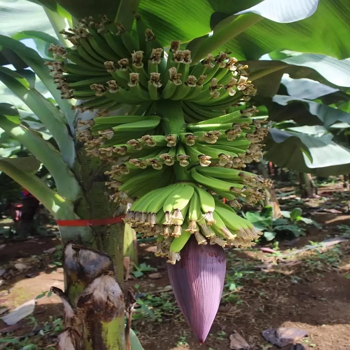 Singapuri Banana Tissue Caltured Fruit Live Plant - Image 3