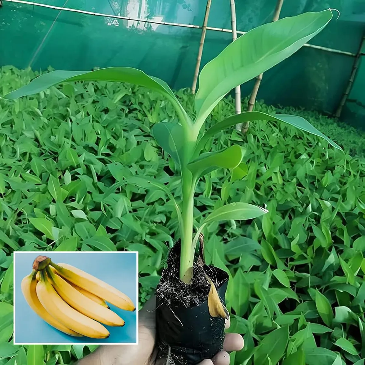 Singapuri Banana Tissue Caltured Fruit Live Plant - Image 4