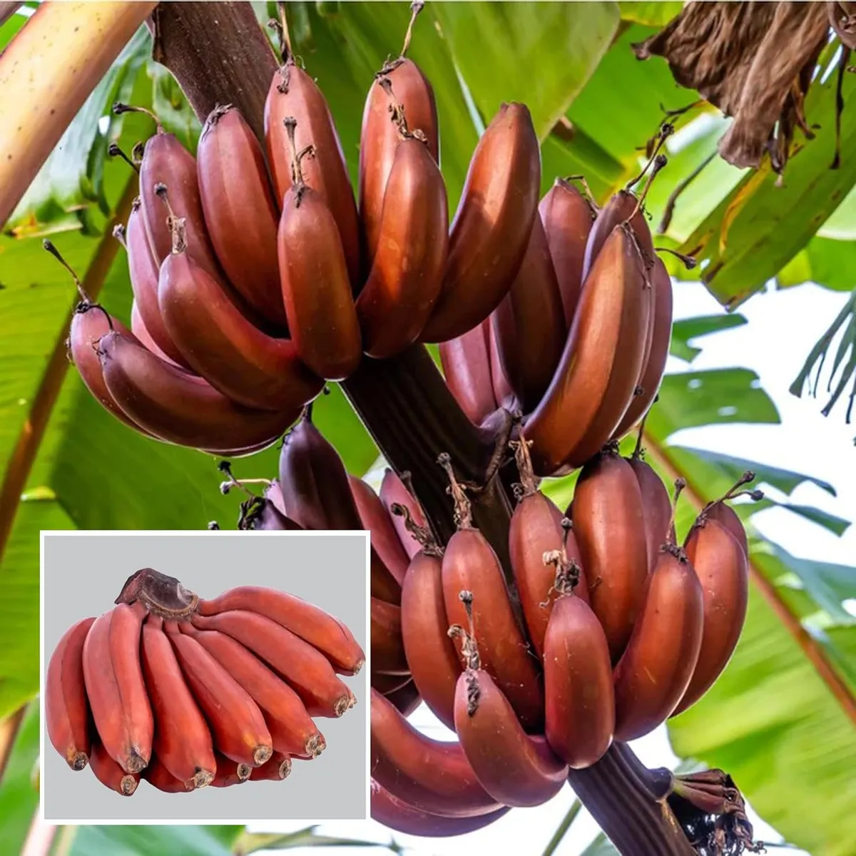 Red Banana Tissue Caltured Fruit Live Plant