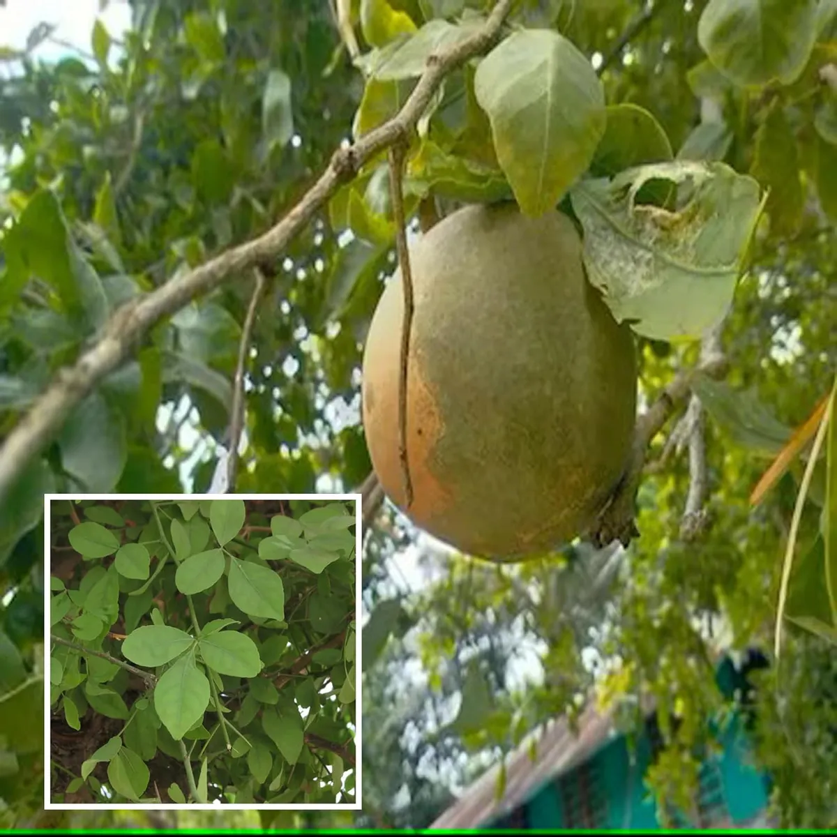 Bel Bael Bilva Fruit Live Plant