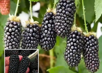 Blackberry Fruit Plant