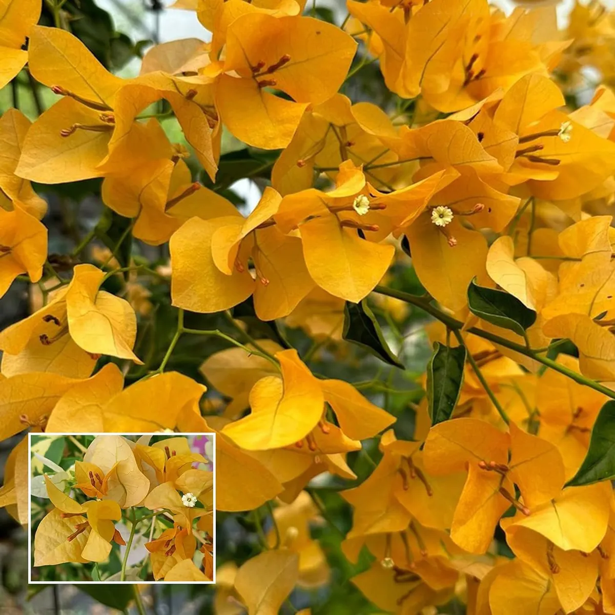 Yellow Colour Bougainvillea Kagoj Ful Shrubs Flower Live Plant