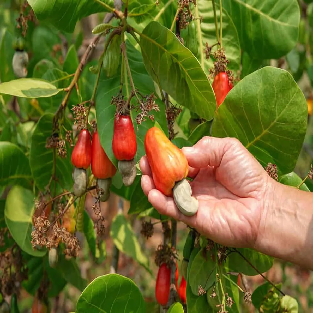 Jhargram 1 Kaju Cashew Nut Anacardium Fruit Live Plant (1.5-3 Feet Height) - Image 2