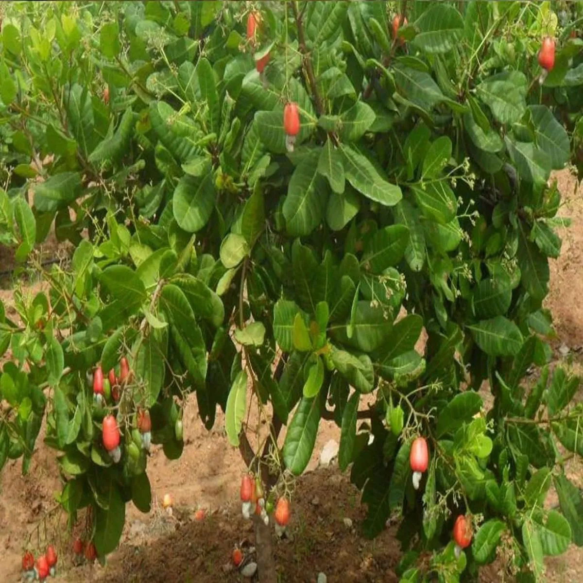 Jhargram 1 Kaju Cashew Nut Anacardium Fruit Live Plant (1.5-3 Feet Height) - Image 5