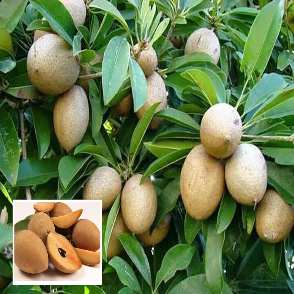 Thai Kalapatti Chikoo Sapota Grafted Fruit Live Plant