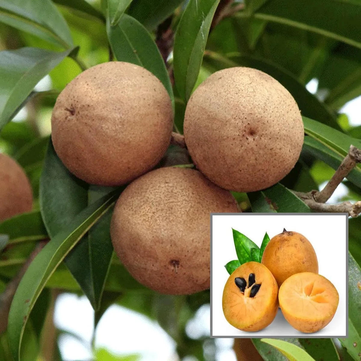 Cricket Ball Chikoo Sapota Grafted Fruit Live Plant