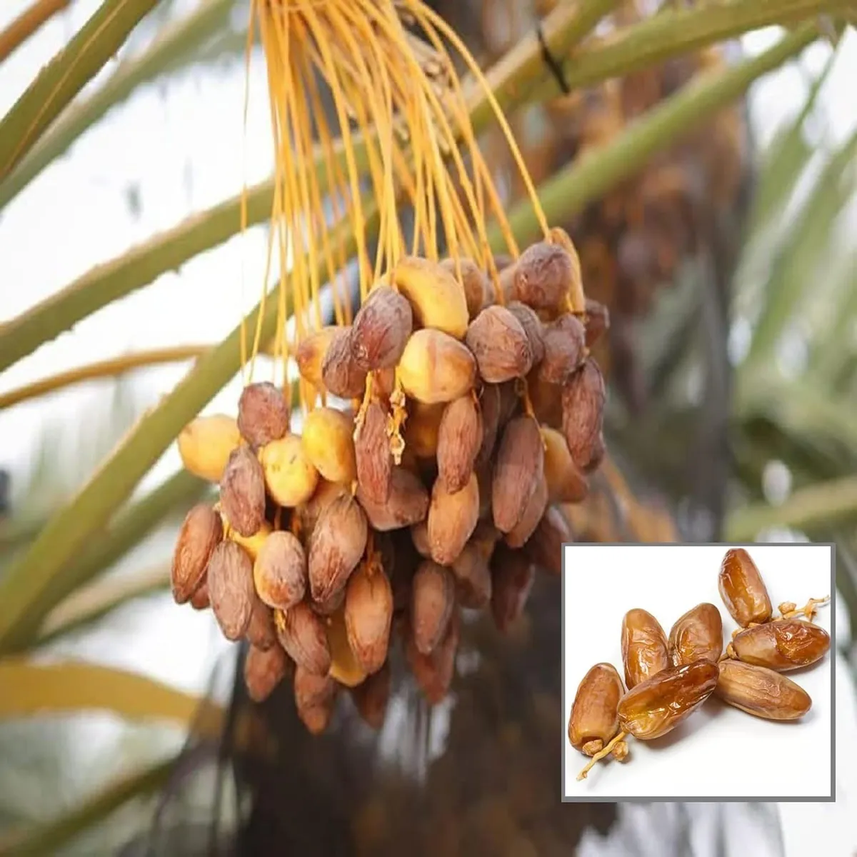 Amber Dates Palm Arabian Khurma Khajoor Dwarf Fruit Live Plant