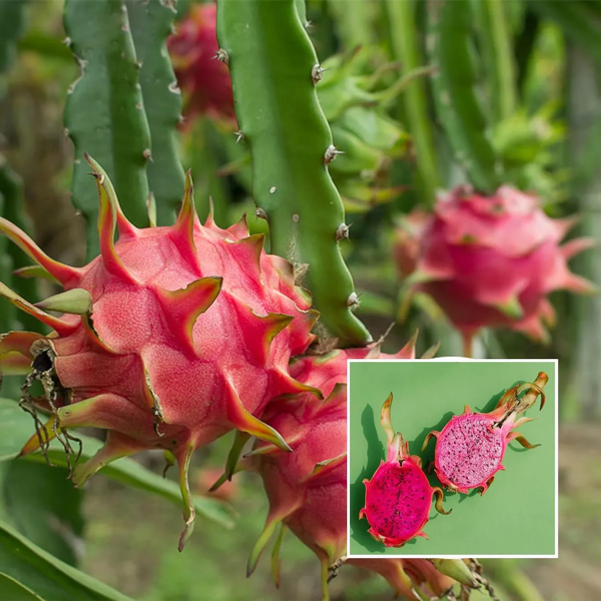 Pink Dragon Fruit Live Plant