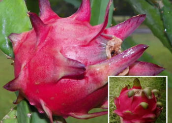 Siam Red Dragon Fruit Live Plant
