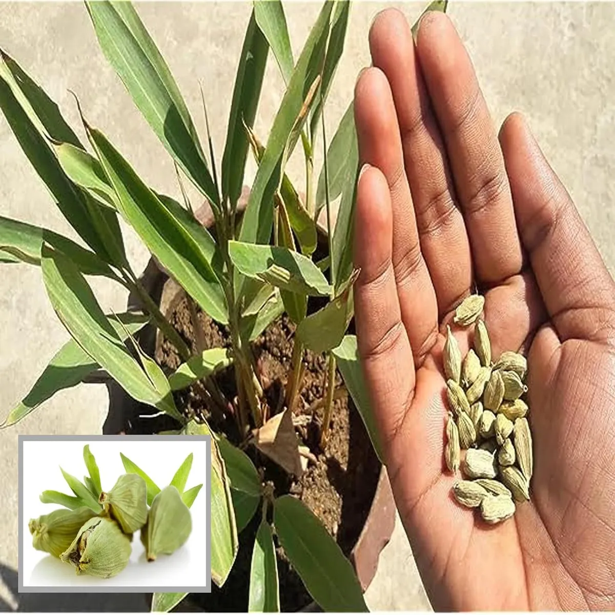 Elaichi Cardamom Spice Live Plant