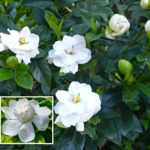 Beautiful Fragrant Mogra, Arabian Jasmine Fresh Organic Flower Plant
