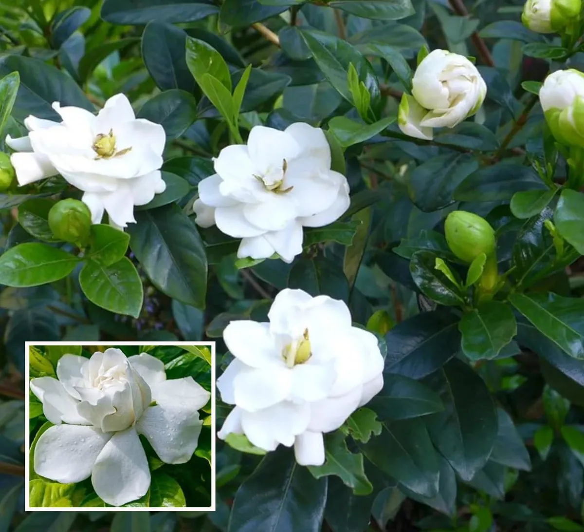 Beautiful Fragrant Mogra, Arabian Jasmine Fresh Organic Flower Plant