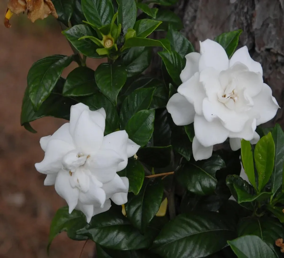 Beautiful Fragrant Mogra, Arabian Jasmine Fresh Organic Flower Plant - Image 4