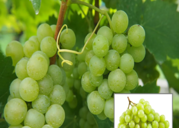 Grapes Angoor Layering/Grafted Fruit Live Plant