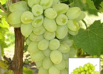 Super Sonaka Seedless Grapes Angoor Layering/Grafted Fruit Live Plant