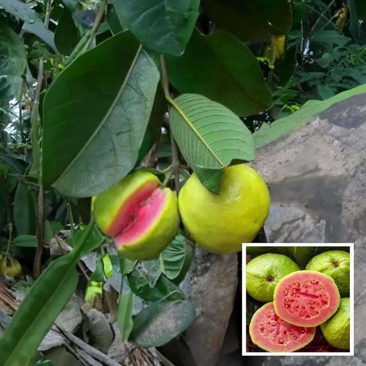 Pink Lalit Lalitha Guava Amrood Layering/Grafted Fruit Live Plant